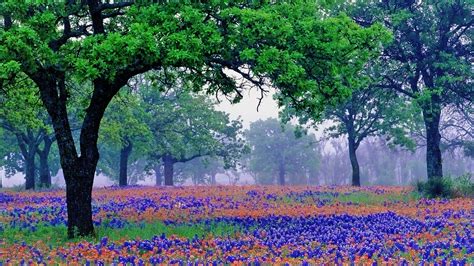 Australia Wallpaper Conservative 的图像结果