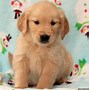 Image result for Baby Golden Retrievers Puppies with Bunnies