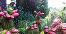 fiori di bacco bacco per bacco italia poveri fiori di cactus fiori di bacco bacco per bacco italia poveri fiori di cactus