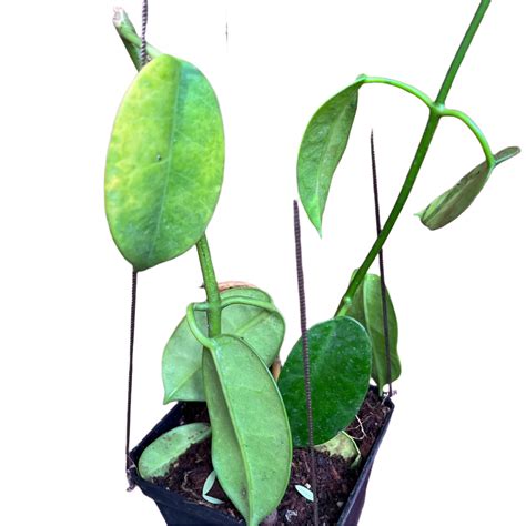 Hoya Ruthie Yellow Plant | myBageecha