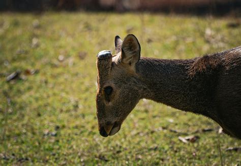 +Marathi Java Javi 的图像结果