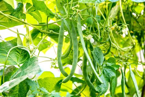 Green Bean Plants Information