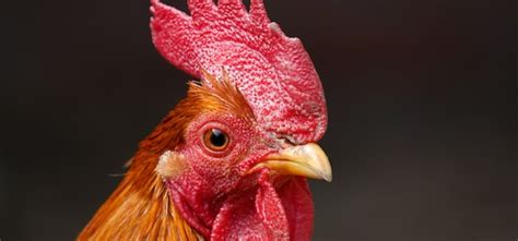 Doctor Files Complaint Against Rooster In MP