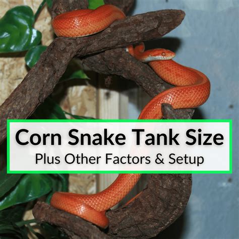 How Big Should A Corn Snake Enclosure Be at Claudia Aunger blog