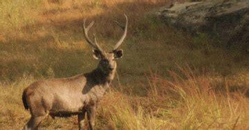 Amazing 2 Days 1 Night Kenha, Satpura, Bandhavgarh and Panna Holiday ...