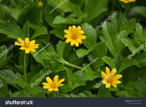 Yellow Flowers Names