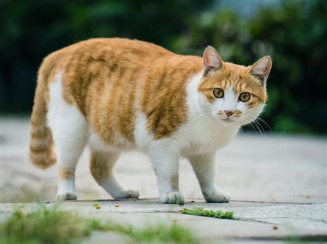 Can cats eat yogurt online