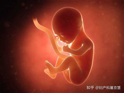 动图演示｜胎儿1-10个月发育过程，看完感叹太神奇！
