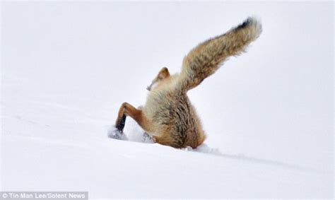 狐狸腾空一米钻入雪地觅食 动作迅猛敏捷(组图)-搜狐滚动