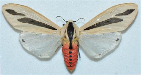 Insect Pests