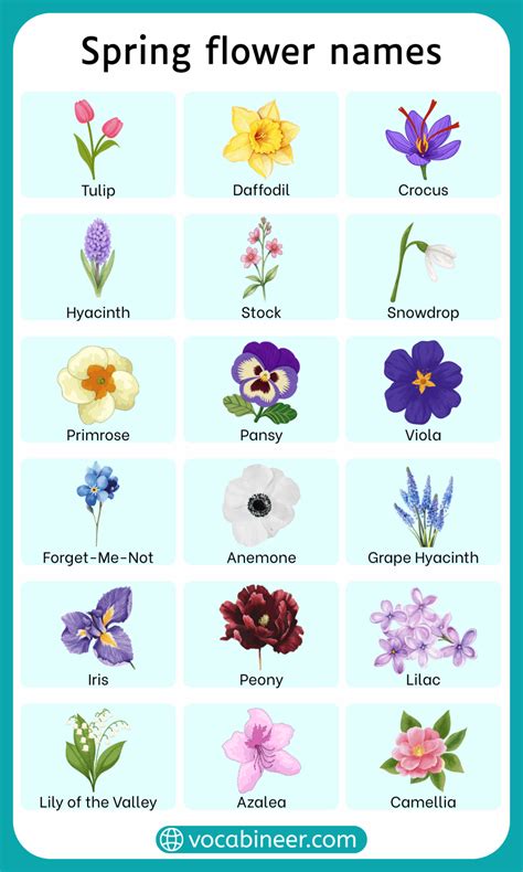 50+ Spring Flower Names in English with Pictures