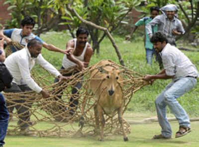 Nilgai in high-security North Block area, caught after 4 hours | India ...