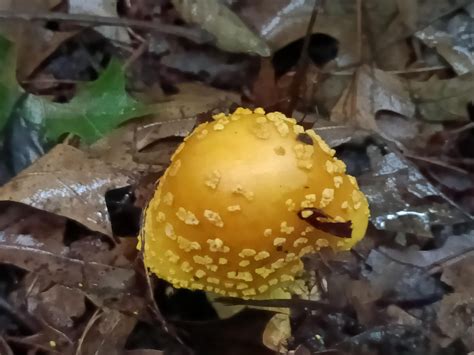 Amanita muscaria var. guessowii, I presume? : r/Mushrooms