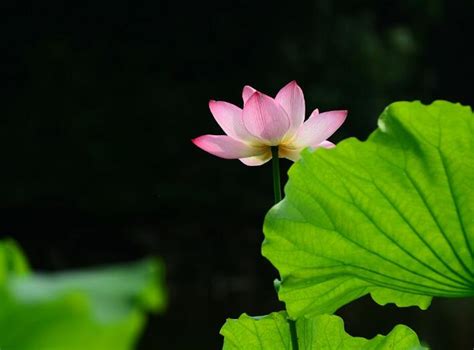 南京玄武湖被偷摘的网红并蒂莲已被制成标本，将长期展出_直击现场_澎湃新闻-The Paper