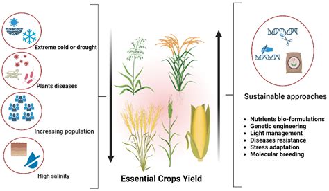 Maize And Rice Yield at Indiana Mulquin blog