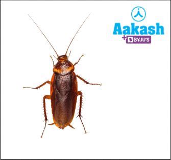 Cockroaches: Classification, Common Examples, Morphology, Habitat ...