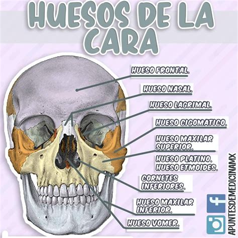 Pin de Andrea Otero en Aparato Locomotor | Huesos de la cara, Huesos ...