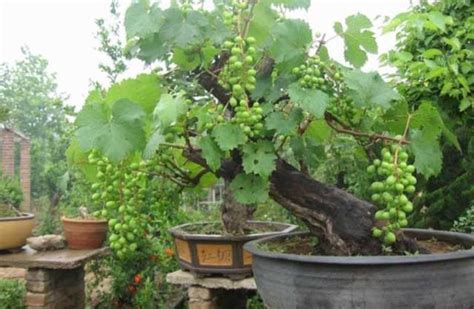 「葡萄種植技術」影響葡萄生長的因素有哪些？ - 每日頭條