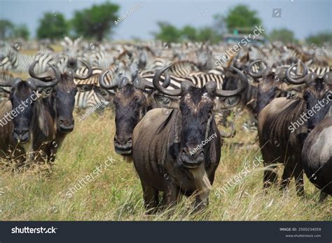 Great Migration Wildebeest Zebras Serengeti Stock Photo 2500234059 | Shutterstock