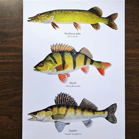 Fish poster / Popular predators of Europe – Sjors Waterschoot - Fish illustrations