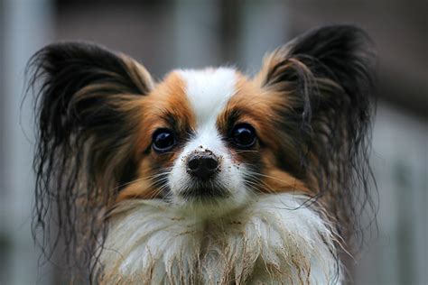 Papillon: Dog Breeds | Breed Information | Mad Paws