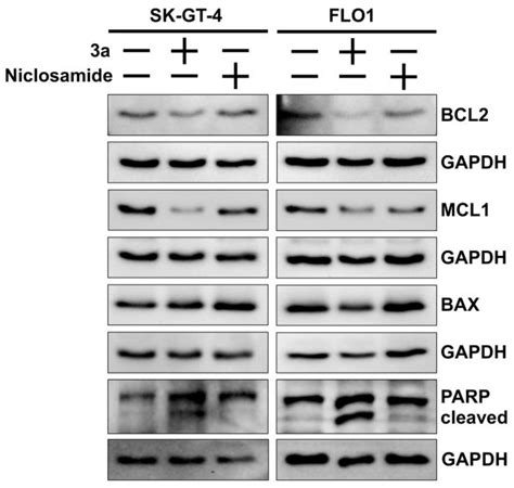 Superior Anticancer and Antifungal Activities of New Sulfanyl ...