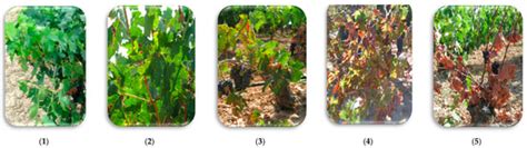 Deciphering Chitosan–Host Plant Interaction in Esca Disease