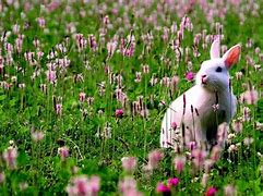 Image result for What Is Flowers Rabbit Animation