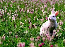 Image result for Clip Art Bunny and Flower