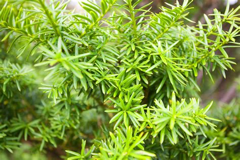 Are Yew Plants Poisonous To Cats at Jack Radcliffe blog