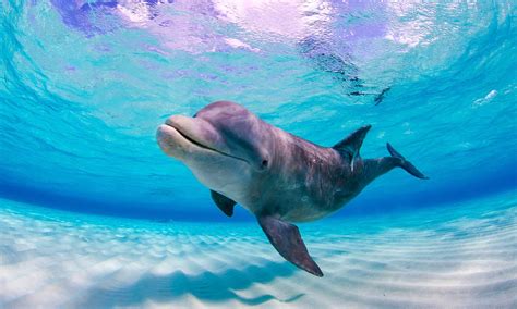 How Long Can Dolphins Hold Their Breath Underwater? - A-Z Animals