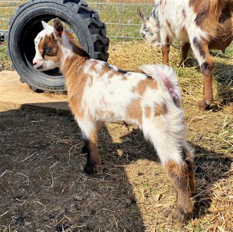 Hannah 2*D | AUSPUFFANLAGEN RANCH