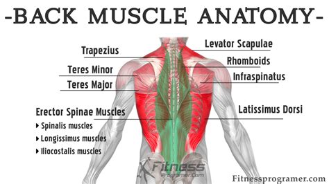 Back Muscle 的图像结果