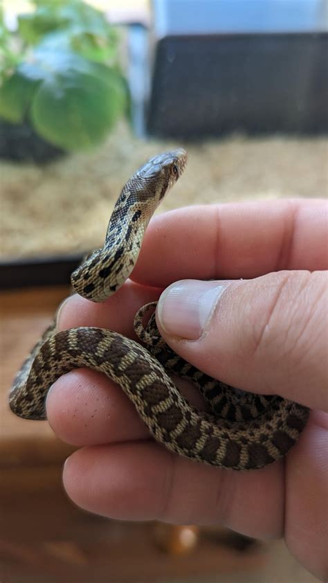 Why do some venomous snake species not have an anti-venom against their ...