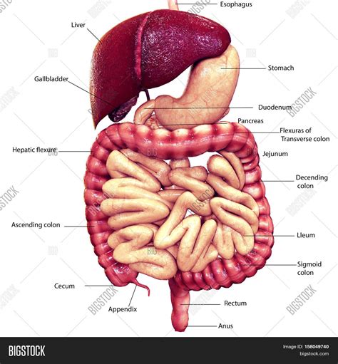 The Human Digestive System Alimentary Tube And Accessory Organs
