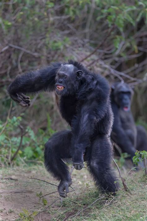 Human vs chimp fight 'tested' by scientists to discover who would win - Daily Star