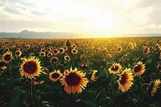 Sunflower Images by Sunflowers Work Together To Avoid Overcrowding And Soak Up Sunflower Images