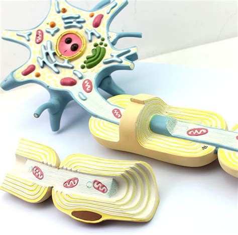 Buy GaRcan Anatomical Model d Version Neuron Model Two Components Nerve ...