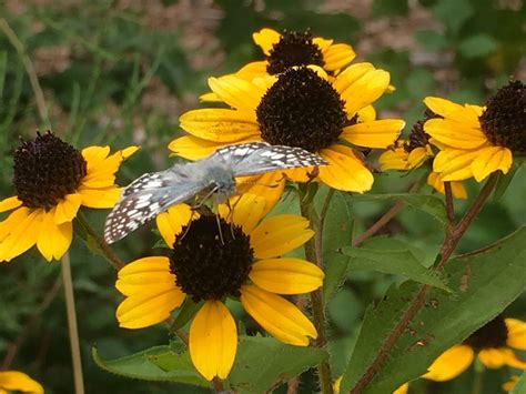 Plant Profile: Black-eyed Susan - Dyck Arboretum