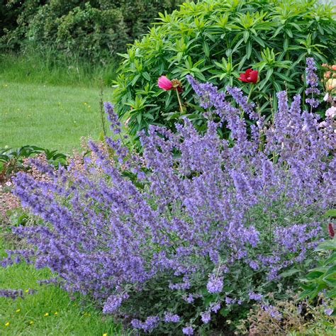 Nepeta racemosa 'Walker's Low' | Claire Austin