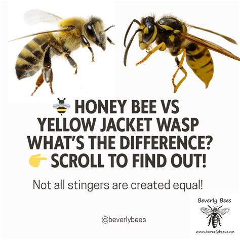 Wasp vs Bee: How to Tell the Difference + Removal Tips