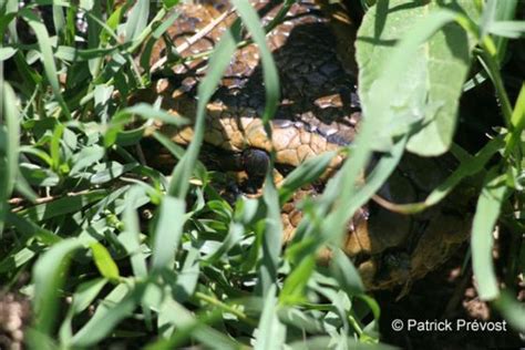 Image result for Python Sebae