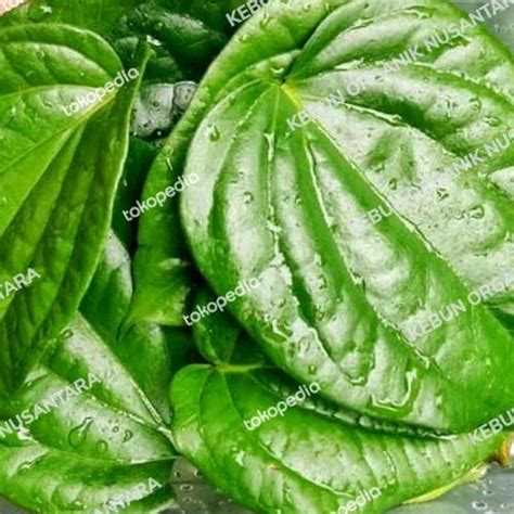 Jual Daun Sirih Segar per 100 lembar - Kab. Bogor - KEBUN ORGANIK ...