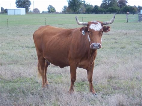 Corriente Cross Cattle
