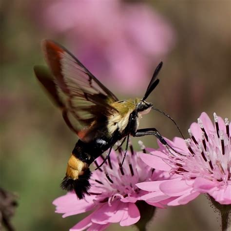 Snowberry Clearwing Moth