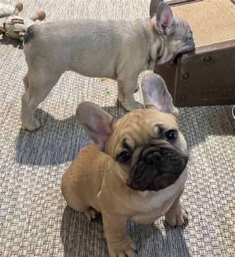 French Bulldog (Frenchie) Puppies For Sale In Wisconsin