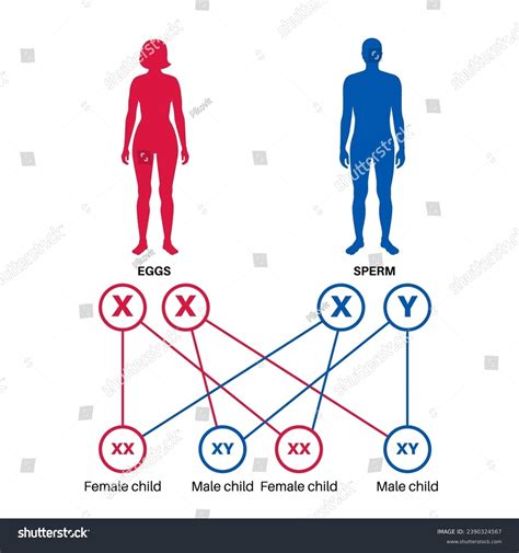 Sex Determination Humans Development Sexual Characteristics Stock Vector (Royalty Free ...