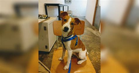 Looking For A Pet-Friendly Cafe? Blue Tokai In Saidulajab Is Your Best ...