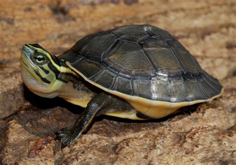 Image result for Japanese Box Turtle