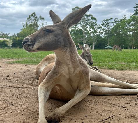 Summer in December: Our Brisbane Family Adventure | Quevin.ai